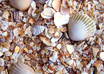 Beach combers