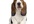 make the cute dog speak you message