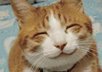 have my pet be your "pet-pal" through email