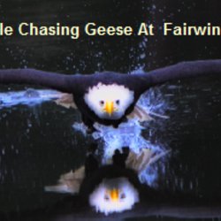 eddietheeagle