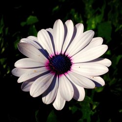 missmima