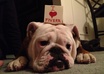 buy my bulldog Layla her favorite cookies for a job well done small1