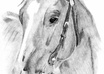 draw a life like portrait of your pet