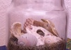 send you two whole sand dollars from the california coast that was personally searched at the beaches near my house