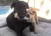 provide 5 UNIQUE names for your dog/child