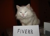 your message next to my white cat