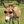 horse6