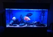 give tropical fish advice and tips