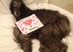 take a picture of my Afghan Hound Dog with your message