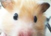 take a picture of my cute hamster and send it to you