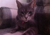 answer questions give advice interpret behavior/health problems or how to train ANY animals