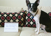 write your message in a photo with my cute Boston Terrier, Apple small1