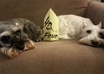 take picture of my pet schnauzers with your message small1