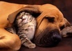 feed and give all the stray animals in my neighborhood a wonderful home