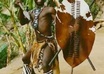 translate 6 english sentences into Zulu,a south african language