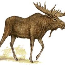 obtusemoose