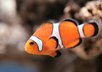 Clownfish