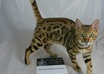 take a Picture of Micah the Bengal Cat with Your Message,Logo or Picture