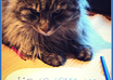 take photo of my cat with your message