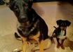 have my dog be your childrens pen pal small1