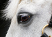 answer 15 Horse/Pony related questions