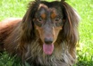 help determine the right breed of dog for you and your family small1