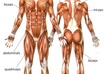 answer any question about the human body