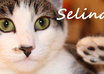 buy something for my cat