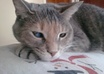 help you figure out what may be wrong with your sick pet