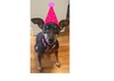 help you brainstorm for 30 minutes on how to make a dogs birthday awesome without spending a ton of money