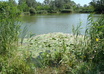 take 5 nice PICTURES of nature with Your message handwritten