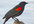 recommend bird watching spots in Sonoma County