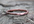 make a hammered copper ring