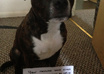 write a message next to my beautiful Staffordshire Bull Terrier