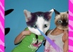 edit three of your photos to have animal heads and other effects