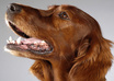 Setter