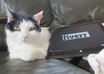 take a photo of one of my cats with your message in 24 hours