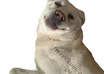 remove background of your 3 pet photos in less than 24 hours small1