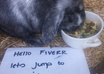 take a picture or short video of my bunny with your message