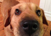 let my Dog promote you