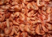 laNGOSTINOS exquisitos deliciosos
