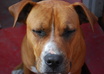 give you everything you need to know about any dog breed