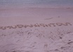promote your website in the pinks sand of Bermuda