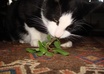 send you five 5 inch sprigs of fresh homegrown Catnip