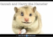 create an animated Greeting, Advertisement Message by Hannah, Harry the Hamster small1