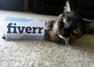 take a picture of my female kitten with your message