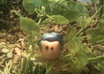 sculp a cute snail an send it to you