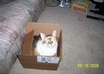 answer any 3 pet care questions YOU have