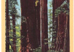send you a postcard from the Redwood Coast in CA