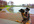 dog Fetch Your Video Message in Bright Summer Weather